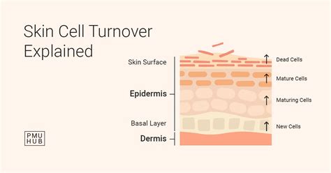 Infographic explaining the process of skin cell turnover and how retinoids accelerate it.