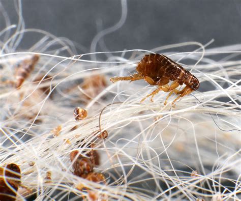 Illustration of a flea on dog fur, highlighting its small size and segmented body.
