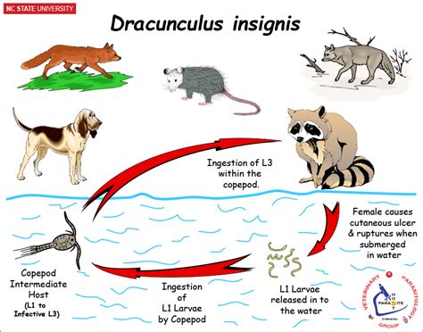 Diagram illustrating the life cycle of Dracunculus insignis, showing larval development and host infection.