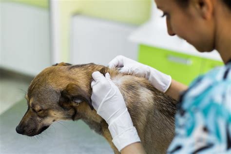 Veterinarian performing a skin scrape on a dog.