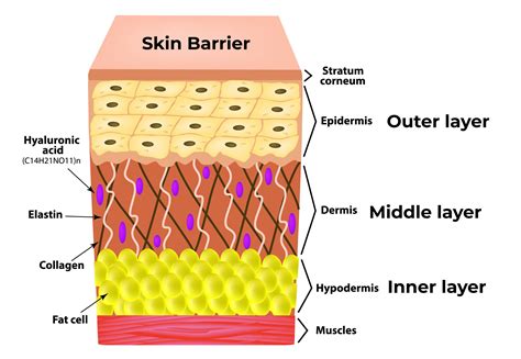 Diagram illustrating how petrolatum forms a barrier on the skin to prevent water loss.