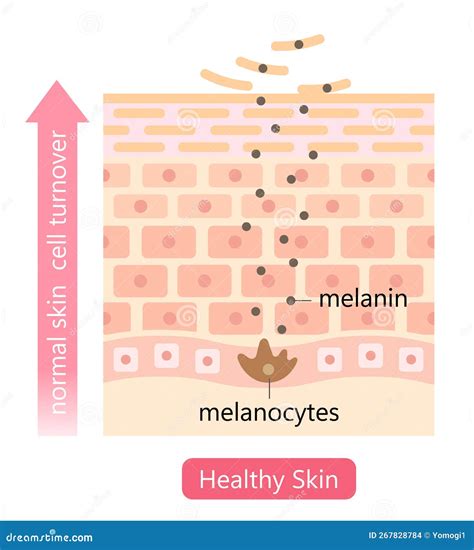 Illustration showing the process of dead skin cells being removed by a body scrub.