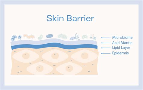 Diagram showing how ceramides help repair the skin barrier.