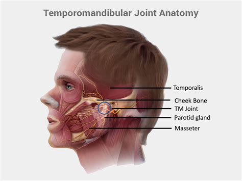 Anatomical illustration of the temporomandibular joint (TMJ) and surrounding facial muscles.