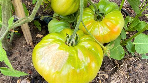 Diagram illustrating sunscald on a tomato fruit, showing pale, papery patches.