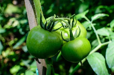 Photo showing a tomato plant with some leaves removed, exposing the fruit to direct sunlight.