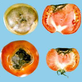 Infographic detailing common tomato disorders like blossom end rot, greenback, and fruit cracking.