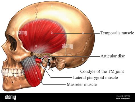 Diagram illustrating the temporomandibular joint (TMJ) and surrounding muscles.