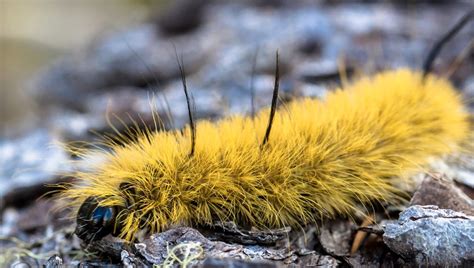 A close-up image of an American Dagger Moth caterpillar, showcasing its fuzzy yellow-green body with distinct black bristles and