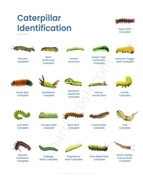 Infographic showing common caterpillar species in the US known to cause rashes, with their distinguishing features and symptom severity.