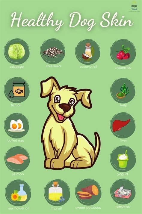 Visual representation of beneficial natural ingredients for dog skin health