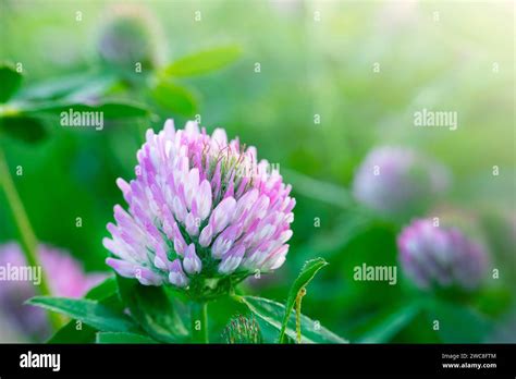 close-up of a red clover flower