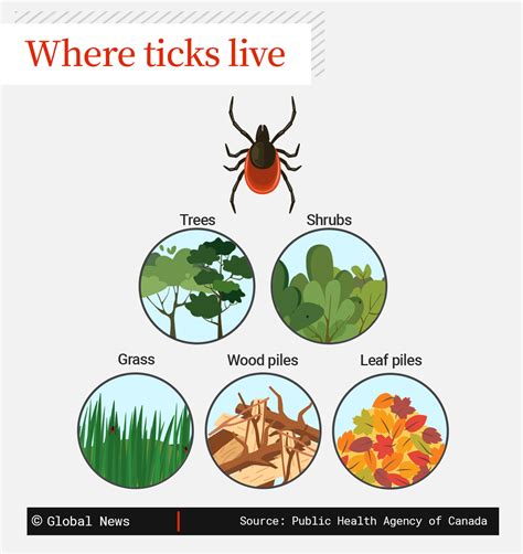Infographic showing common tick habitats: tall grass, wooded areas, leaf litter.