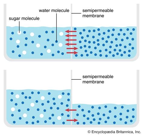 Diagram showing the osmotic effect of honey on skin, drawing out excess fluid from an inflamed pimple.