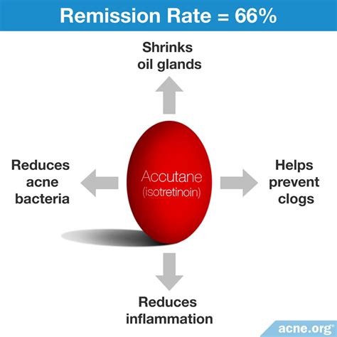 diagram illustrating the mechanism of Accutane on oil production and inflammation