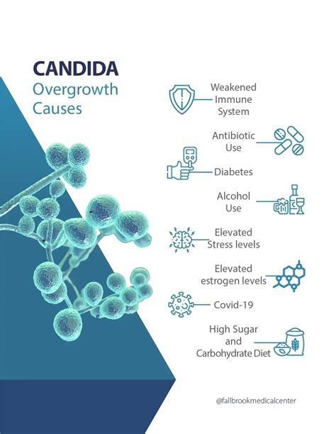 Diagram illustrating the interconnected factors contributing to Candida overgrowth, such as diet, antibiotics, stress, and immune function.