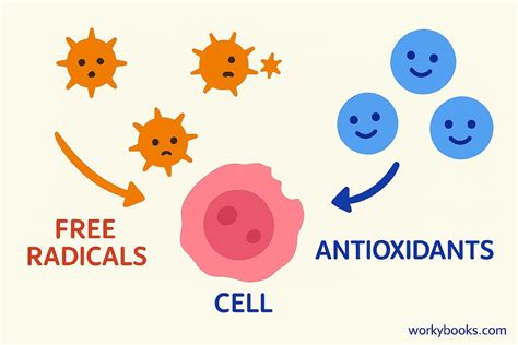 Diagram illustrating how antioxidants neutralize free radicals and protect skin cells.