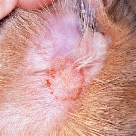 Photo of a dog with a single, small ringworm lesion on its skin.