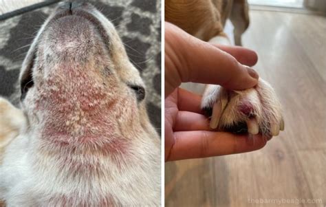 Close-up image of a dog's skin showing signs of a yeast infection.