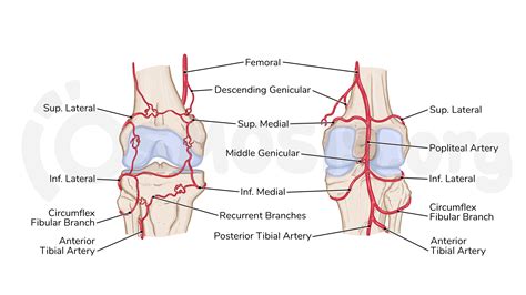 Anatomical illustration of the knee joint with surrounding blood vessels and nerves