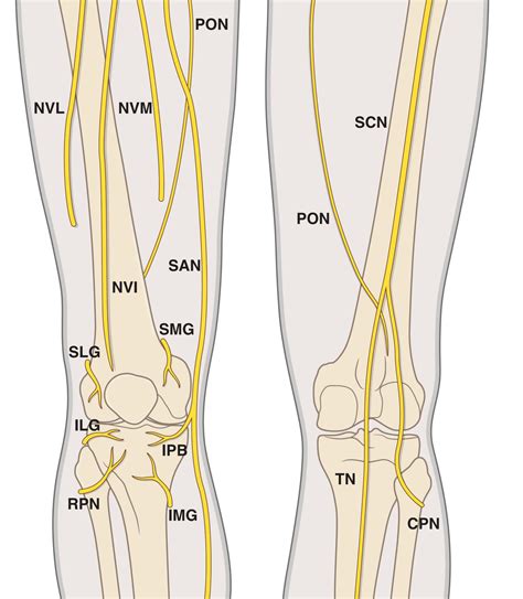 Diagram illustrating nerve pathways around the knee, highlighting the infrapatellar branch of the saphenous nerve