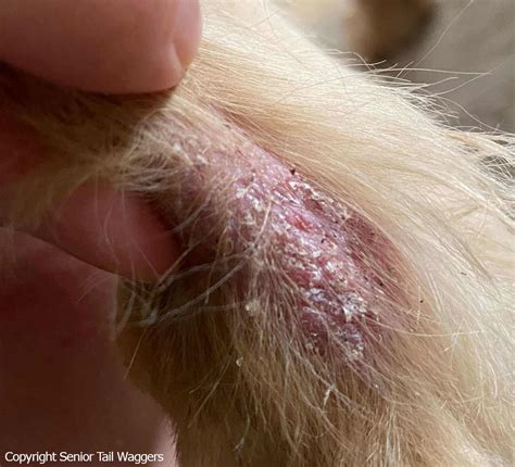 Close-up image of a dog's skin showing circular patches of hair loss and mild redness characteristic of ringworm