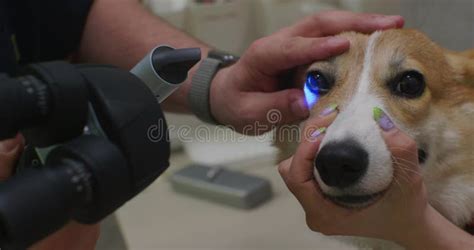 Veterinarian examining a dog's skin with a Wood's lamp