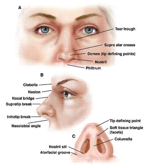 Infographic illustrating the anatomy of the nose: nasal bridge, tip, nostrils, columella, alar base, and proportions.