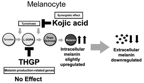 Infographic explaining how kojic acid inhibits melanin production