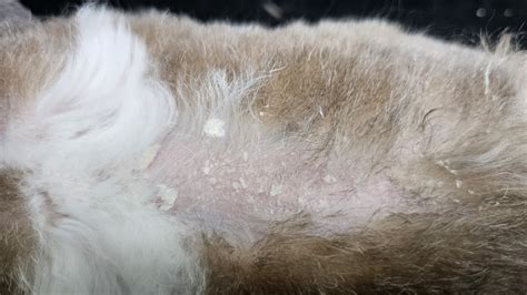 Close-up image of Cheyletiella mites on dog skin, resembling dandruff flakes.