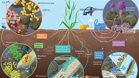 Illustration of microorganisms in extreme environments (desert, salt lake) with ectoin molecules protecting them.