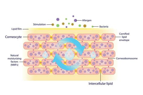 Infographic comparing ectoin's protective shield mechanism to other hydrating ingredients.