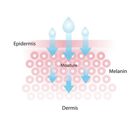 Infographic illustrating how glycerin draws moisture into the skin