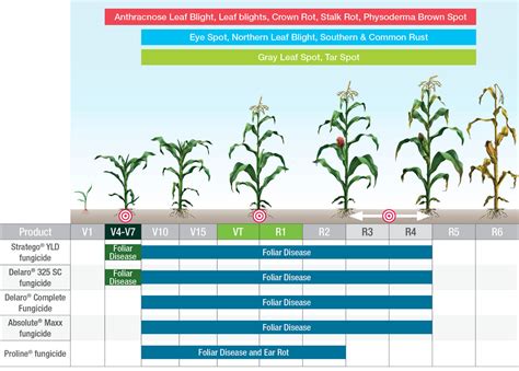 Infographic detailing the fungicide application schedule for cherry leaf spot, including timing relative to bloom and harvest.