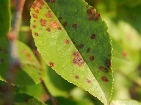 Close-up photo of cherry leaves showing severe cherry leaf spot infection.