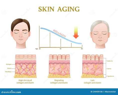 infographic illustrating the effects of antioxidants on skin aging and collagen production