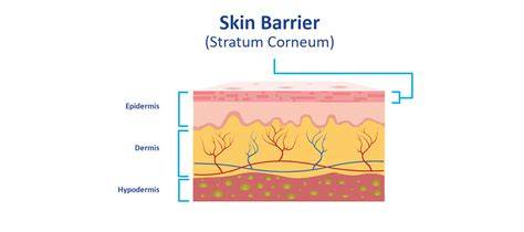 diagram showing the structure of the skin barrier and how rice water helps to reinforce it