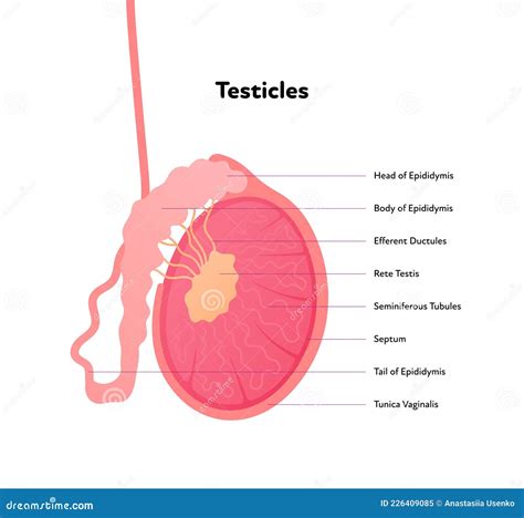Illustration showing the anatomy of the scrotum and surrounding genital area