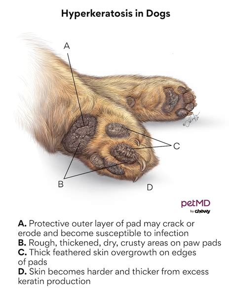 Infographic showing a dog's paw with a magnified view of thickened, crusty skin