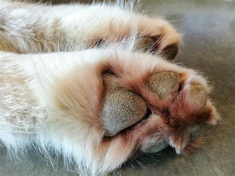 Close-up photo of a dog's paw with visible hyperkeratosis, showing thickened and cracked skin