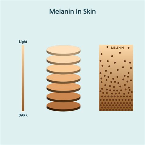Infographic illustrating the mechanism of melanin control and pigment dispersion in the skin