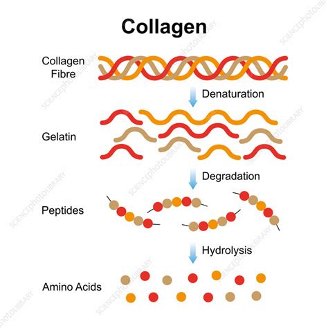 Illustration of bone structure highlighting collagen