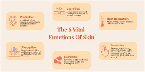 Visual representation of the key ingredients and their functions on the skin.