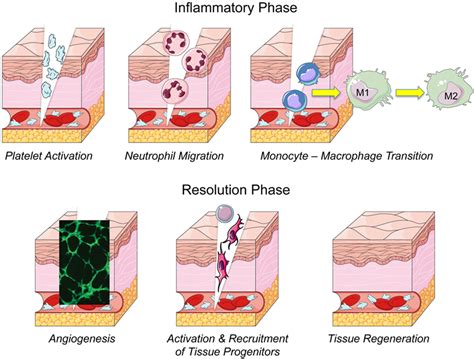 diagram illustrating how honey promotes skin cell regeneration and tissue repair