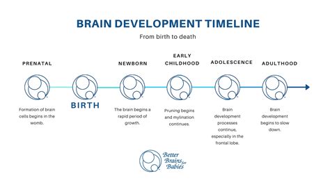 Diagram illustrating the stages of newborn behavior after birth