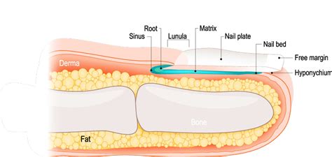 Illustration showing the layers of a toenail and the nail bed.