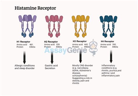 Diagram illustrating how diphenhydramine blocks histamine receptors