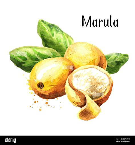 Illustration of a marula fruit tree with its characteristic fruit and nuts
