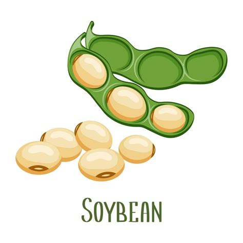 Illustration of soy bean components in skincare
