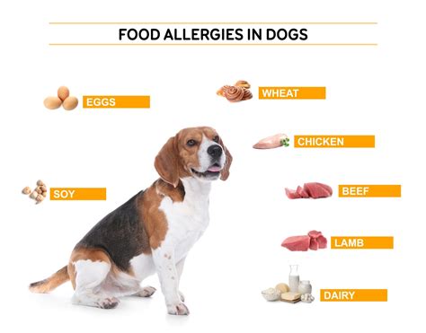 infographic illustrating common causes of itchy skin in dogs: food allergies, environmental allergens, parasites, dry skin, infections